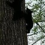 The two bear clubs were rescued from the tree in Gardner. 